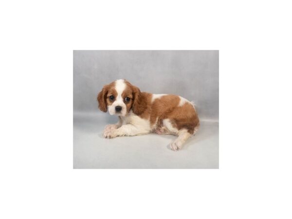 [#29060] Blenheim Female Cavalier King Charles Spaniel Puppies For Sale
