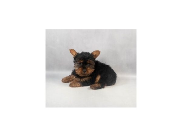 [#29061] Black and Tan Male Yorkshire Terrier Puppies For Sale