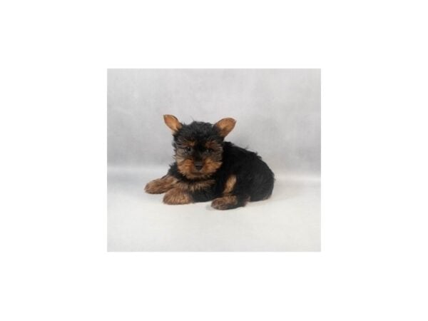 [#29061] Black and Tan Male Yorkshire Terrier Puppies For Sale