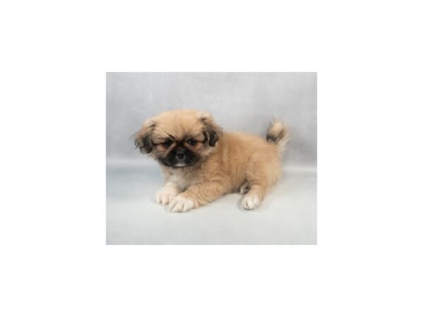 [#29062] Fawn Female Pekingese Puppies For Sale