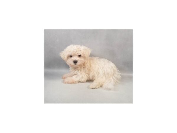 [#29063] White Male Maltese Puppies For Sale