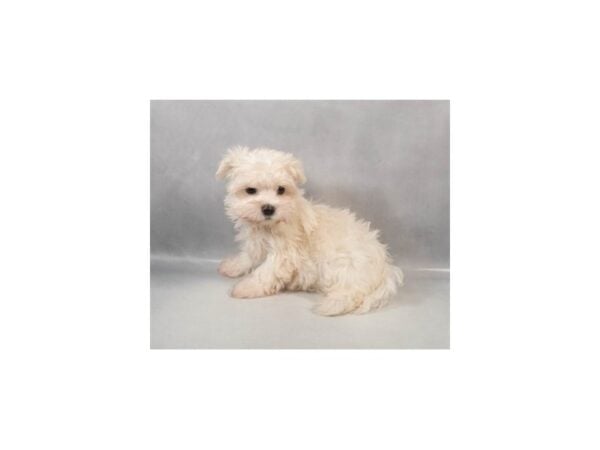 [#29064] White Male Maltese Puppies For Sale