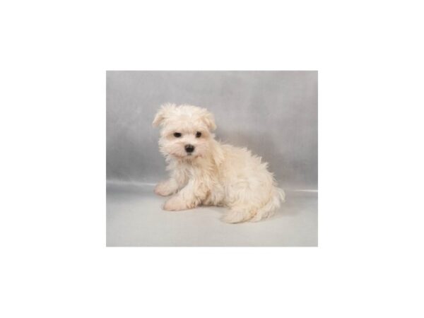 [#29064] White Male Maltese Puppies For Sale