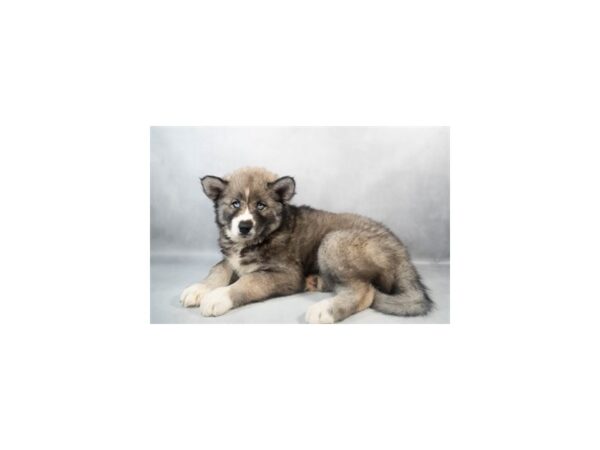 [#29065] Agouti and white Female Siberian Husky Puppies For Sale