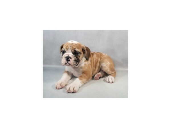 [#29066] Red and White Female English Bulldog Puppies For Sale