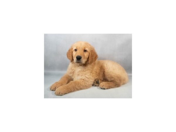 [#29067] Golden Male Golden Retriever Puppies For Sale