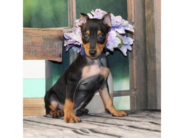[#29070] Black / Rust Male Miniature Pinscher Puppies For Sale