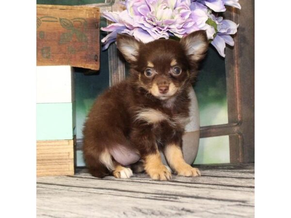 [#29071] Chocolate Female Chihuahua Puppies For Sale