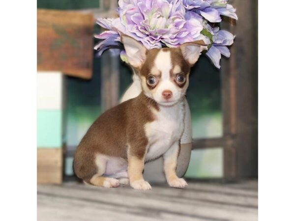 [#29072] White, Chocolate / Tan Male Chihuahua Puppies For Sale