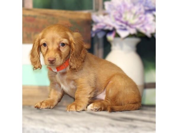 [#29073] Isabella Female Dachshund Puppies For Sale