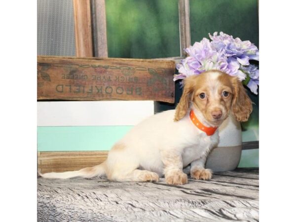 [#29074] Isabella Female Dachshund Puppies For Sale