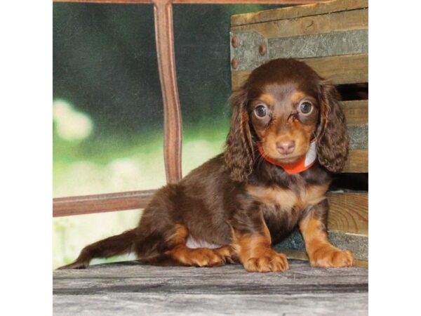 [#29075] Chocolate / Tan Female Dachshund Puppies For Sale
