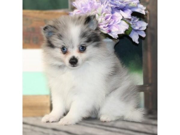 [#29076] Blue Merle Female Pomeranian Puppies For Sale