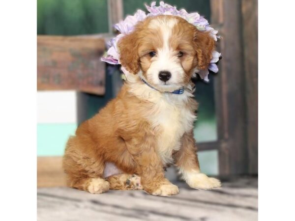 [#29077] Golden Female F1BB Mini Goldendoodle Puppies For Sale