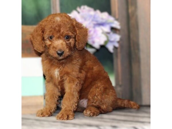 [#29069] Red Female F1BB Mini Goldendoodle Puppies For Sale