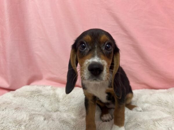 [#29041] Black Tan and White Female Beagle Puppies For Sale