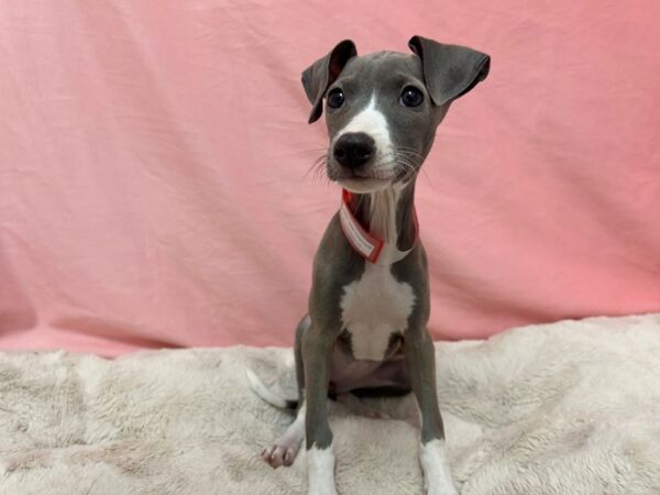 [#29013] Blue Female Italian Greyhound Puppies For Sale