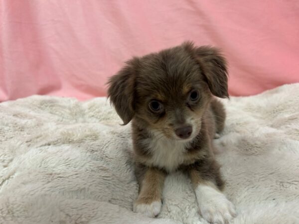 [#29039] Blue and Tan Female Chihuahua Puppies For Sale
