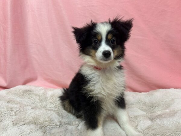 [#29033] Black White and Brown Female Miniature Australian Shepherd Puppies For Sale