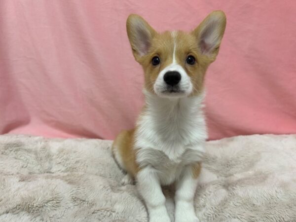 [#29006] Red / White Male Pembroke Welsh Corgi Puppies For Sale