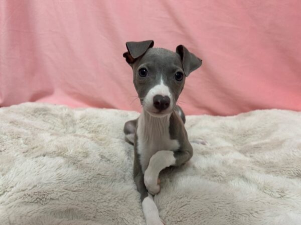 [#29050] Blue Fawn Female Italian Greyhound Puppies For Sale