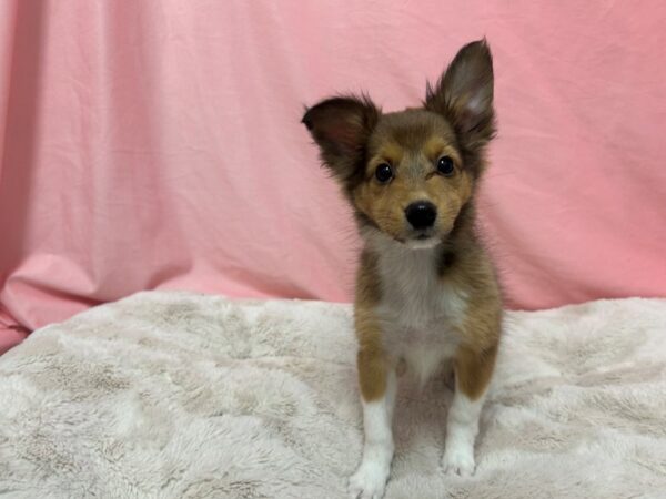 [#29009] Sable / White Male Shetland Sheepdog Puppies For Sale