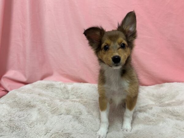 [#29009] Sable / White Male Shetland Sheepdog Puppies For Sale