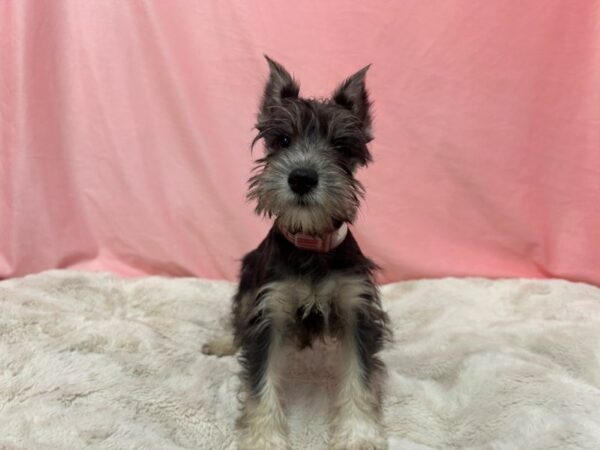 [#29035] Black and Silver Female Miniature Schnauzer Puppies For Sale