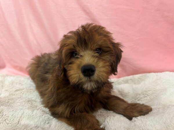 [#29048] Wheaten Female Poodle/Soft Coated Wheaten Terrier Puppies For Sale
