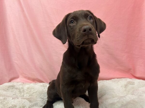 [#29056] BROWN Male Labrador Retriever Puppies For Sale