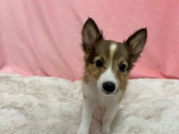 [#29046] Sable / White Female Shetland Sheepdog Puppies For Sale