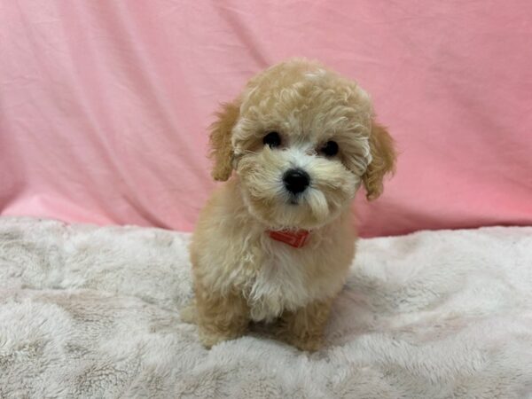 [#29045] Cream Female Bichon Frise/Poodle Puppies For Sale