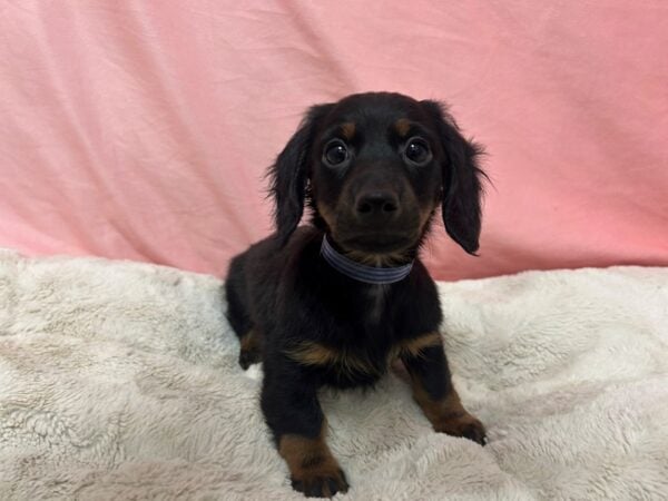 [#29043] Black and Tan Male Dachshund Puppies For Sale