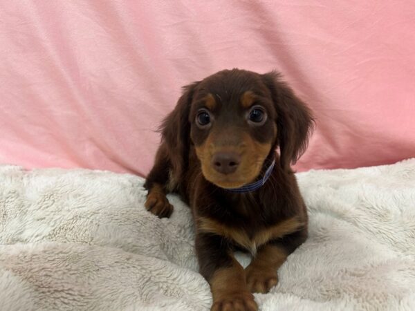[#29044] Chocolate and Tan Male Dachshund Puppies For Sale