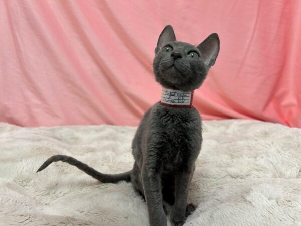 [#29085] Blue Male Cornish Rex Kittens For Sale