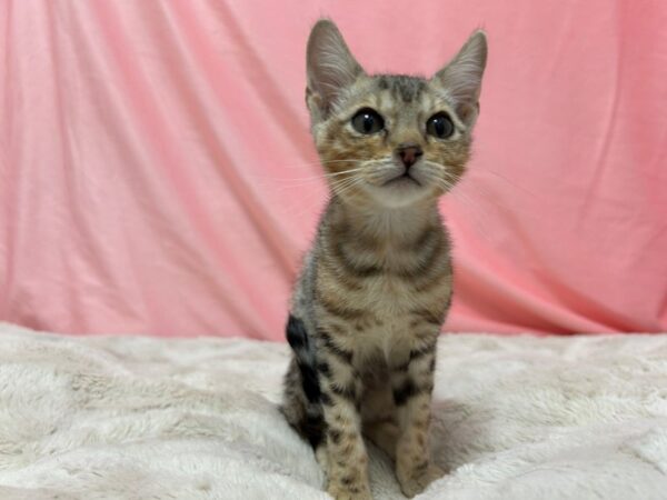 [#29084] SILVER SPOTTED Male Bengal Kittens For Sale