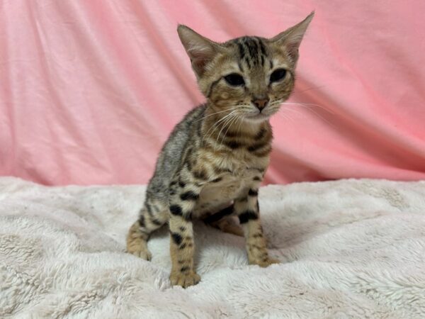 [#29083] GOLD SPOTTED Female Bengal Kittens For Sale