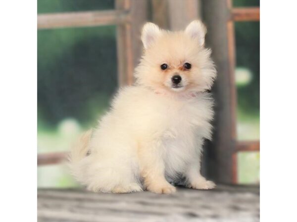 [#29093] Cream Female Pomeranian Puppies For Sale