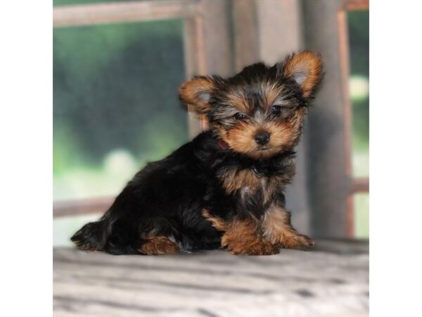 [#29094] Black / Tan Male Yorkshire Terrier Puppies For Sale
