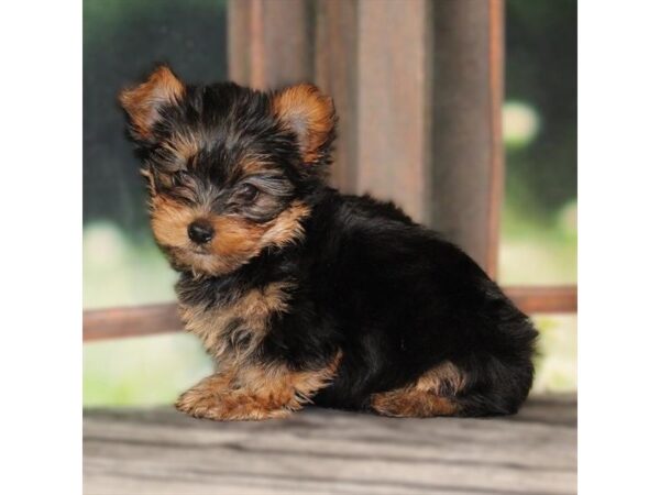 [#29095] Black / Tan Male Yorkshire Terrier Puppies For Sale