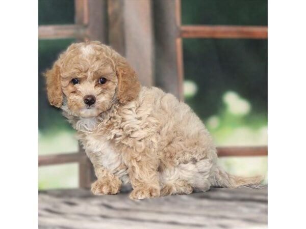 [#29096] Apricot Female F1B Cavapoo Puppies For Sale
