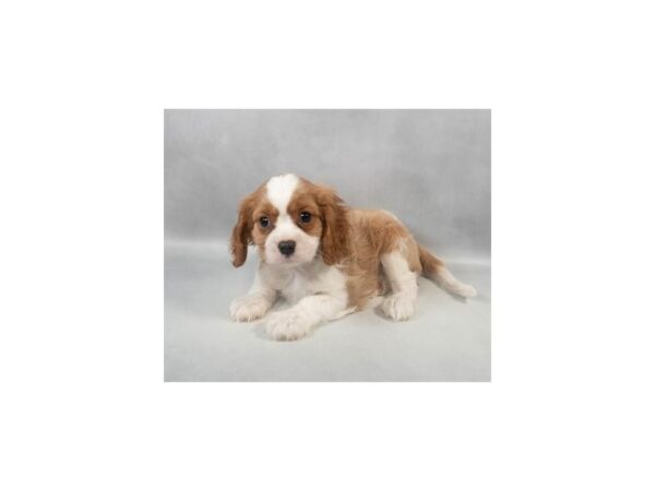 [#29089] Blenheim Male Cavalier King Charles Spaniel Puppies For Sale