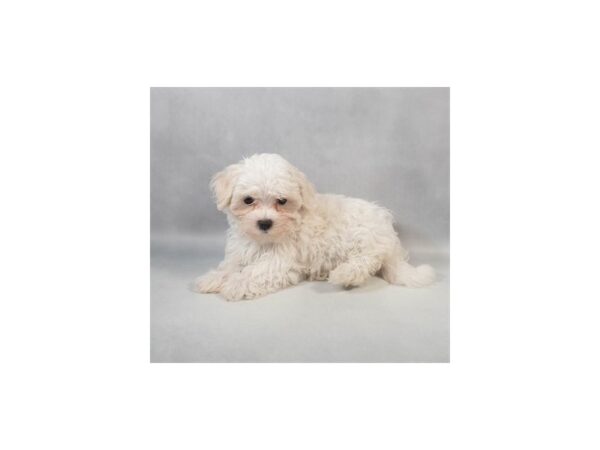 [#29087] White Female Maltese Puppies For Sale