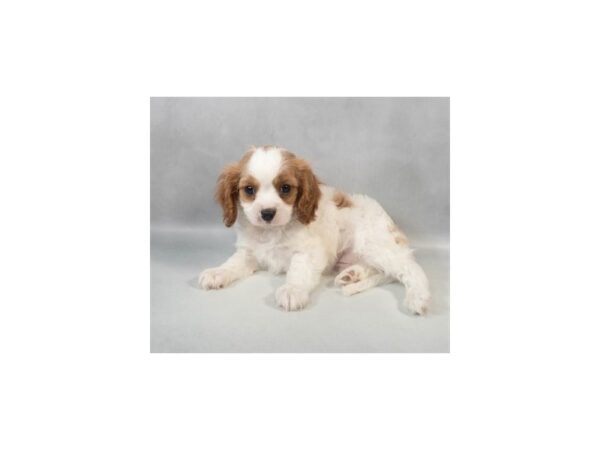 [#29088] Blenheim Male Cavalier King Charles Spaniel Puppies For Sale