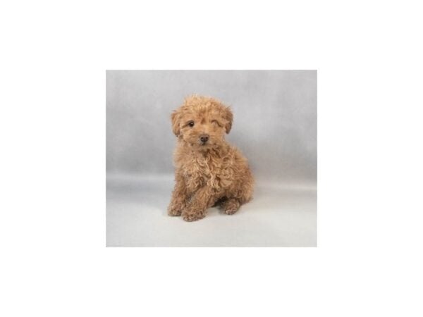 [#29091] Apricot Male Poodle Puppies For Sale