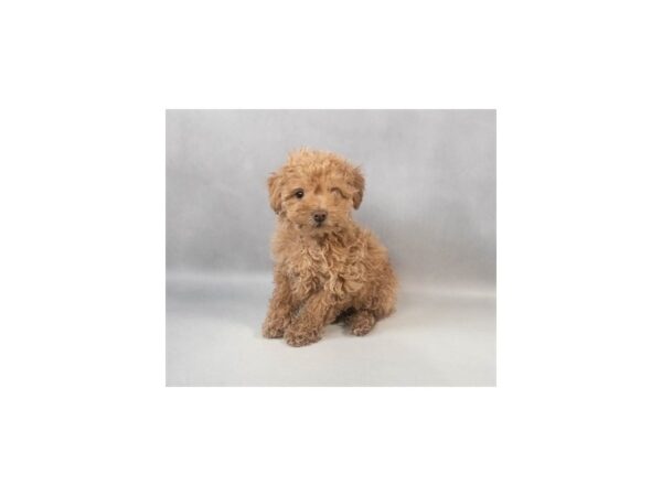 [#29091] Apricot Male Poodle Puppies For Sale