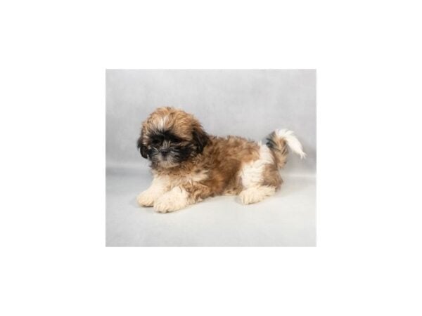 [#29086] Gold and White Female Shih Tzu Puppies For Sale