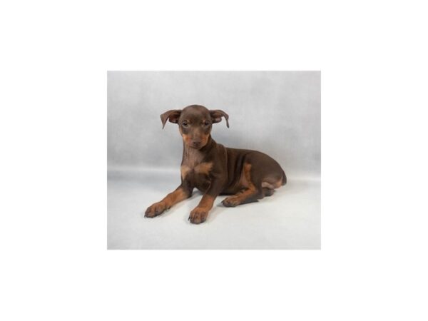 [#29090] Chocolate and Tan Male Miniature Pinscher Puppies For Sale