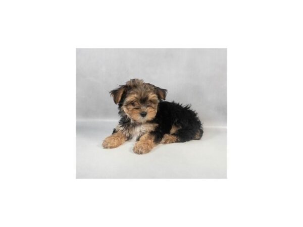 [#29092] Black and Tan Female Maltese/Yorkshire Terrier Puppies For Sale