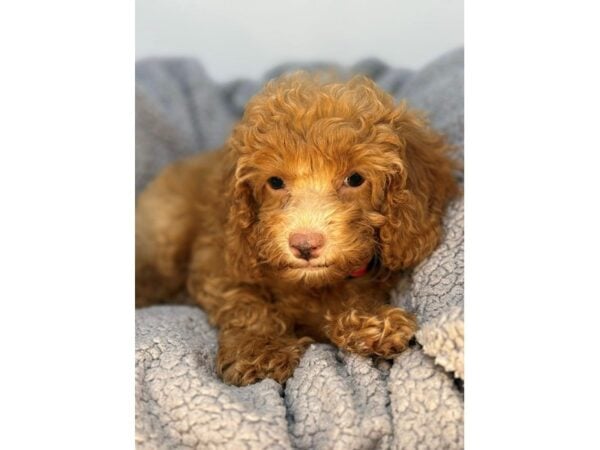 [#29097] Red Female Cocker Spaniel/Poodle Puppies For Sale